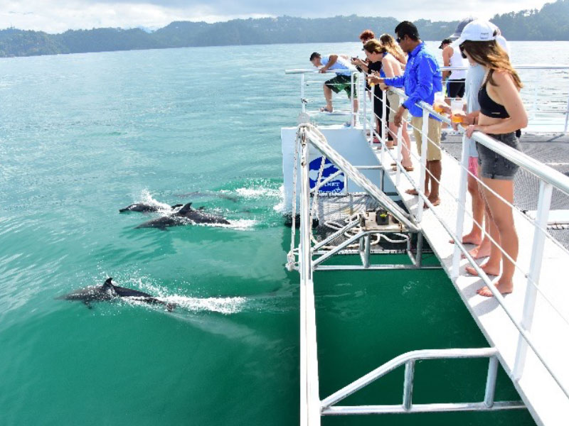 catamaran2 tour de ballenas en catamarán